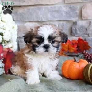 Keegan, Shih Tzu Puppy