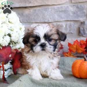 Keegan, Shih Tzu Puppy