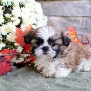 Keegan, Shih Tzu Puppy