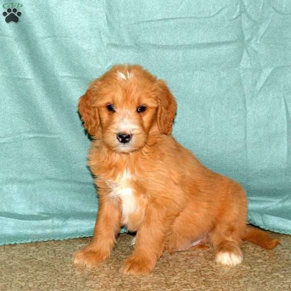 Keeper, Goldendoodle Puppy