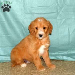 Keeper, Goldendoodle Puppy