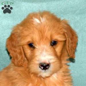 Keeper, Goldendoodle Puppy