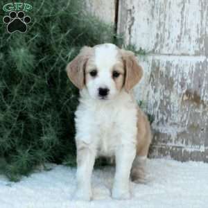 Keesha, Bernese Mountain Dog Mix Puppy