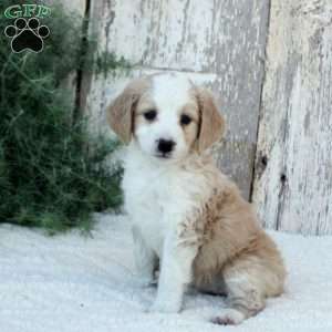 Keesha, Bernese Mountain Dog Mix Puppy