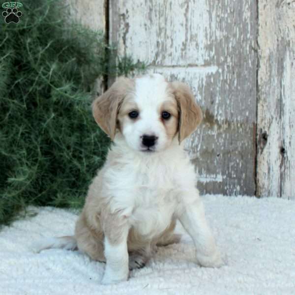 Keesha, Miniature Poodle Mix Puppy