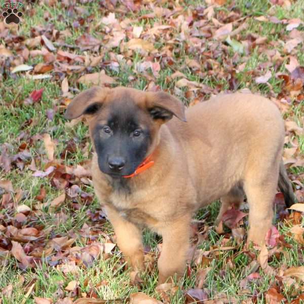 Keith, Belgian Malinois Puppy