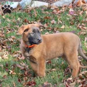 Keith, Belgian Malinois Puppy