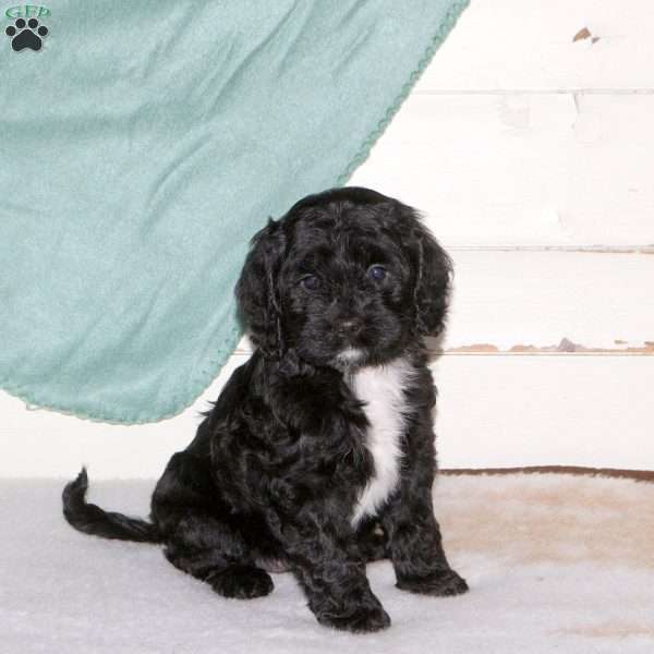 Kelly, Cockapoo Puppy