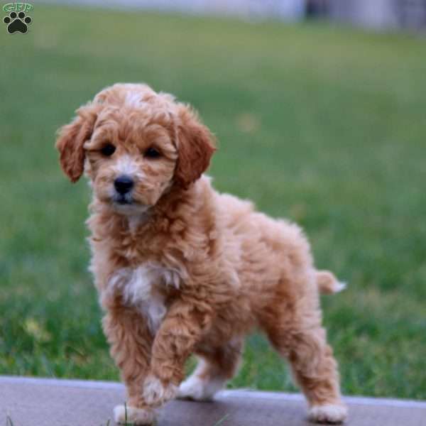 Kelsey, Cockapoo Puppy