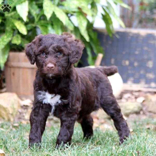 Kelsey, Portuguese Water Dog Puppy