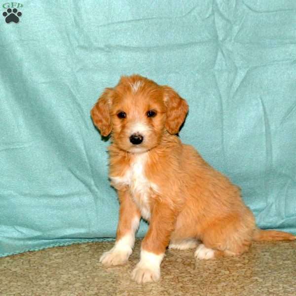 Kelsie, Goldendoodle Puppy