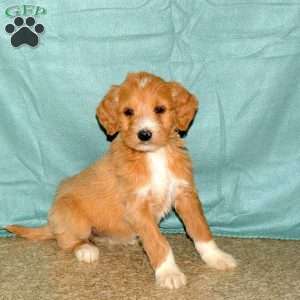 Kelsie, Goldendoodle Puppy