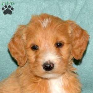 Kelsie, Goldendoodle Puppy