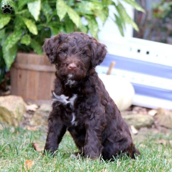 Ken, Portuguese Water Dog Puppy