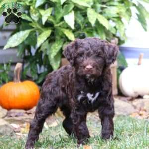 Ken, Portuguese Water Dog Puppy