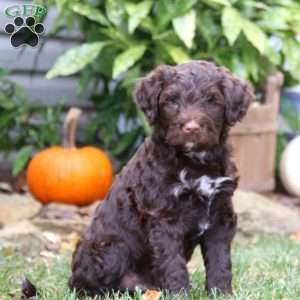 Ken, Portuguese Water Dog Puppy