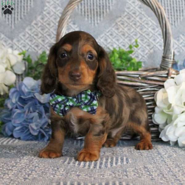 Kendrik, Dachshund Puppy