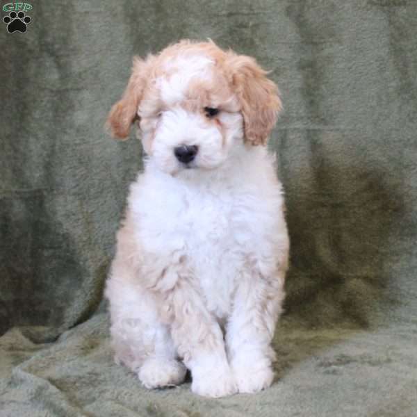 Kennedy, Mini Goldendoodle Puppy