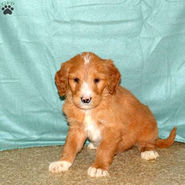 Kent, Goldendoodle Puppy