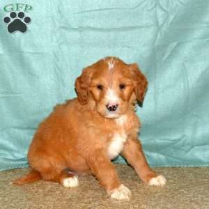 Kent, Goldendoodle Puppy