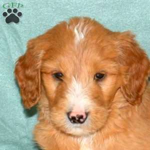 Kent, Goldendoodle Puppy