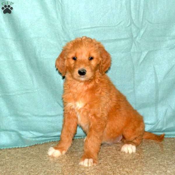 Kenzie, Goldendoodle Puppy