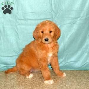 Kenzie, Goldendoodle Puppy