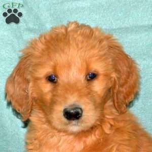 Kenzie, Goldendoodle Puppy