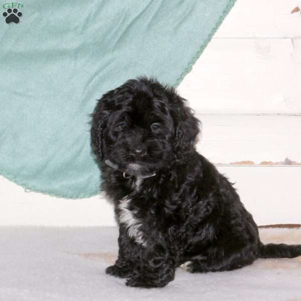 Kerri, Cockapoo Puppy