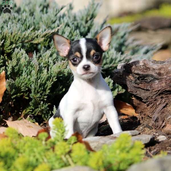 Kevin, Chihuahua Puppy