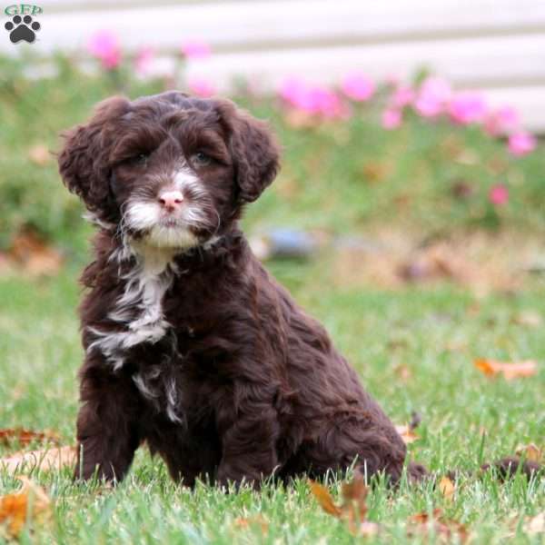 Kezzie, Portuguese Water Dog Puppy