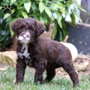 Kezzie, Portuguese Water Dog Puppy