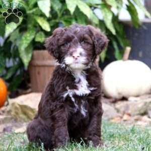 Kezzie, Portuguese Water Dog Puppy