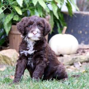 Kezzie, Portuguese Water Dog Puppy