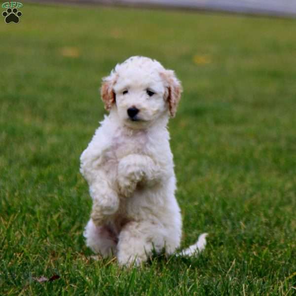 Kia, Cockapoo Puppy