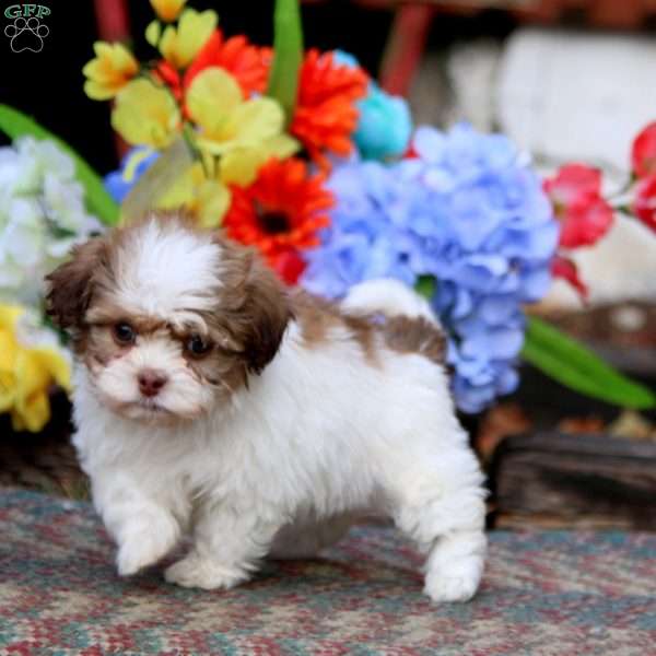 Kia, Shih-Poo Puppy