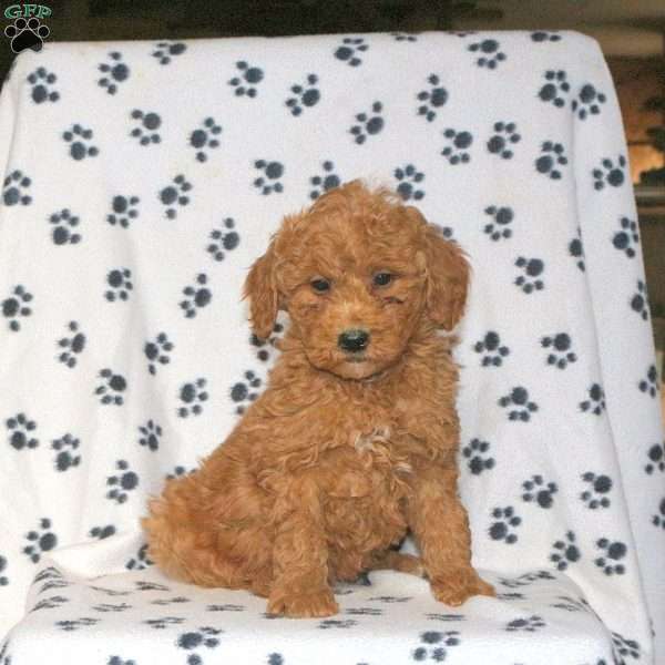 Kibbles, Mini Goldendoodle Puppy