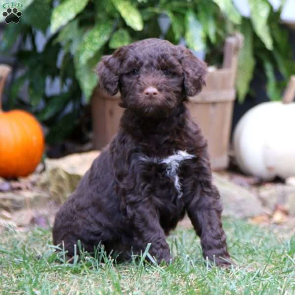 Kim, Portuguese Water Dog Puppy