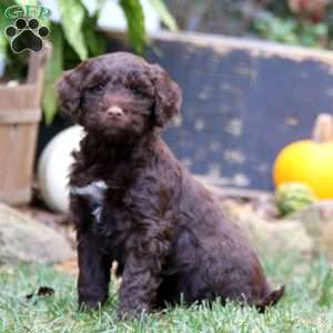 Kim, Portuguese Water Dog Puppy