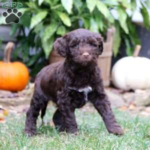 Kim, Portuguese Water Dog Puppy