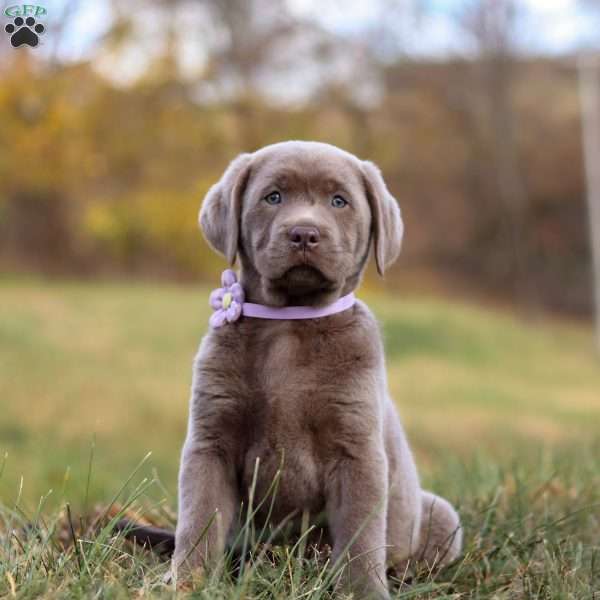 Kimberly, Silver Labrador Retriever Puppy