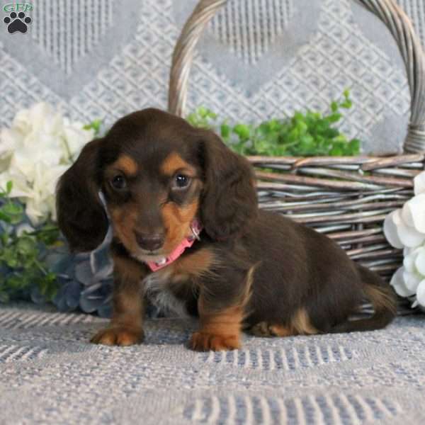 Kimbria, Dachshund Puppy