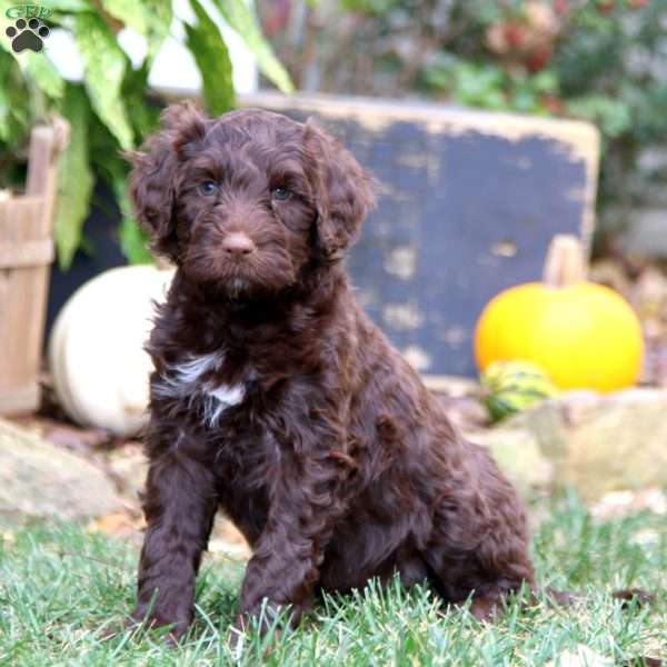 King, Portuguese Water Dog Puppy