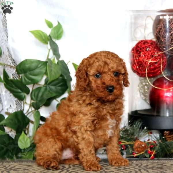 Kip, Miniature Poodle Puppy