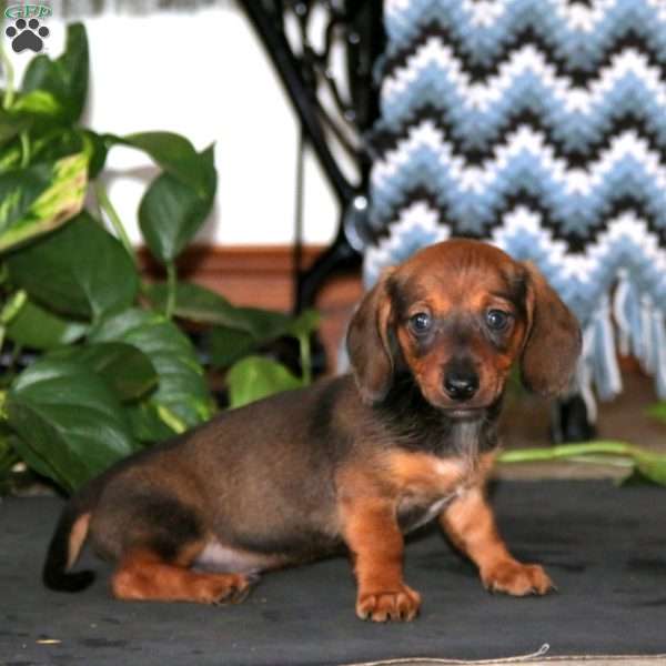 Kip, Dachshund Puppy