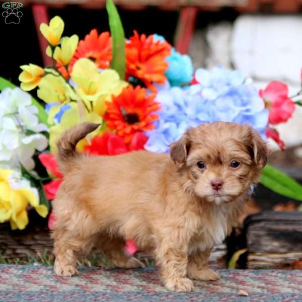 Kip, Shih-Poo Puppy