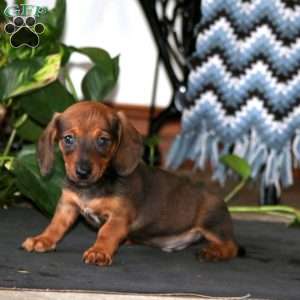 Kip, Dachshund Puppy