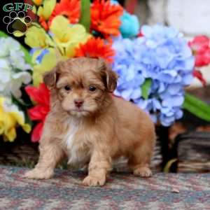 Kip, Shih-Poo Puppy