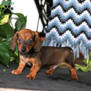 Kip, Dachshund Puppy