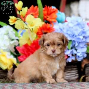 Kip, Shih-Poo Puppy